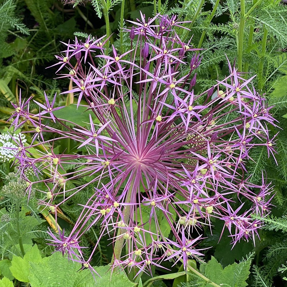 Flowers 02: Structural Marvels