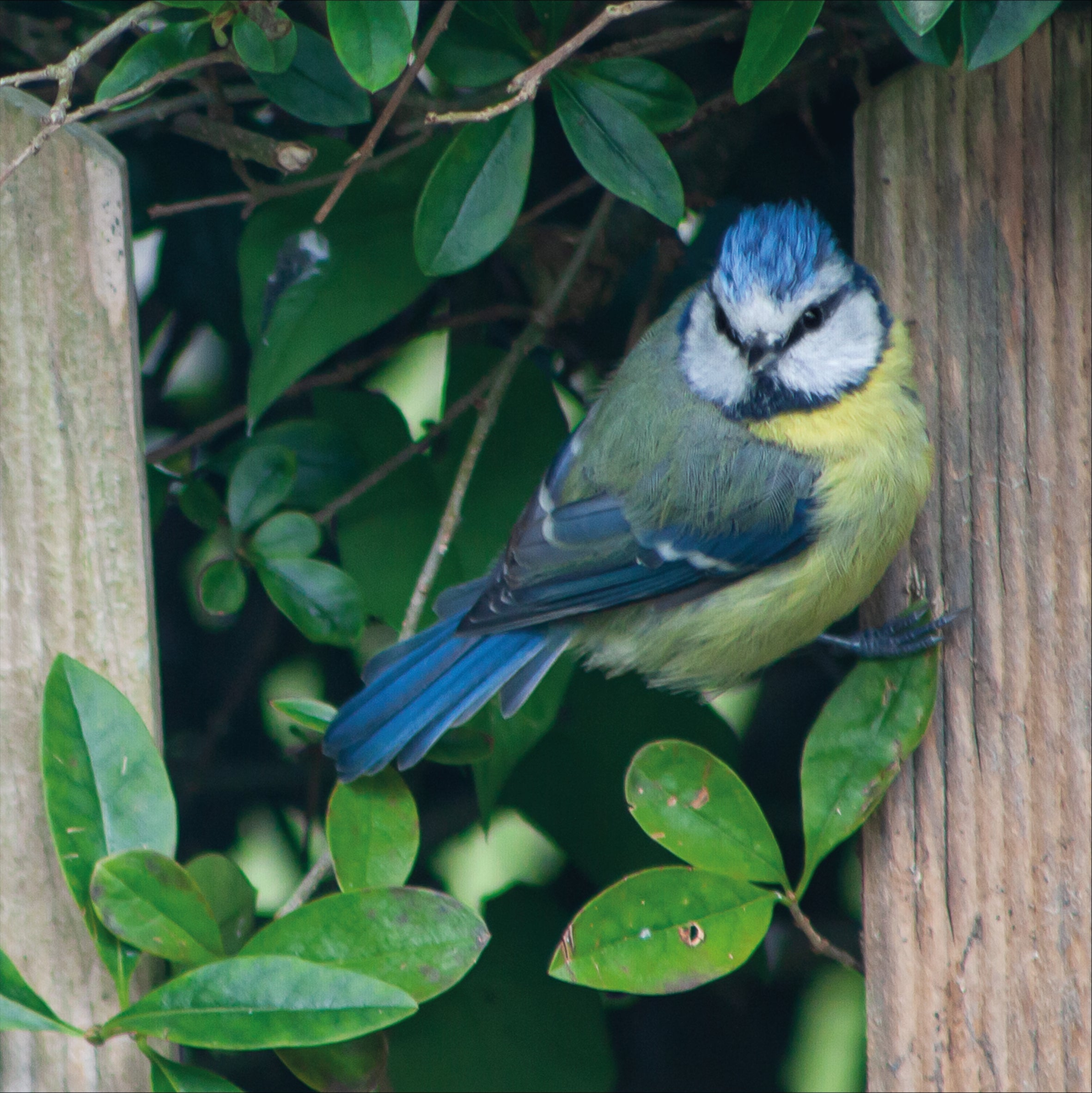 Birds 01: Common Or Garden