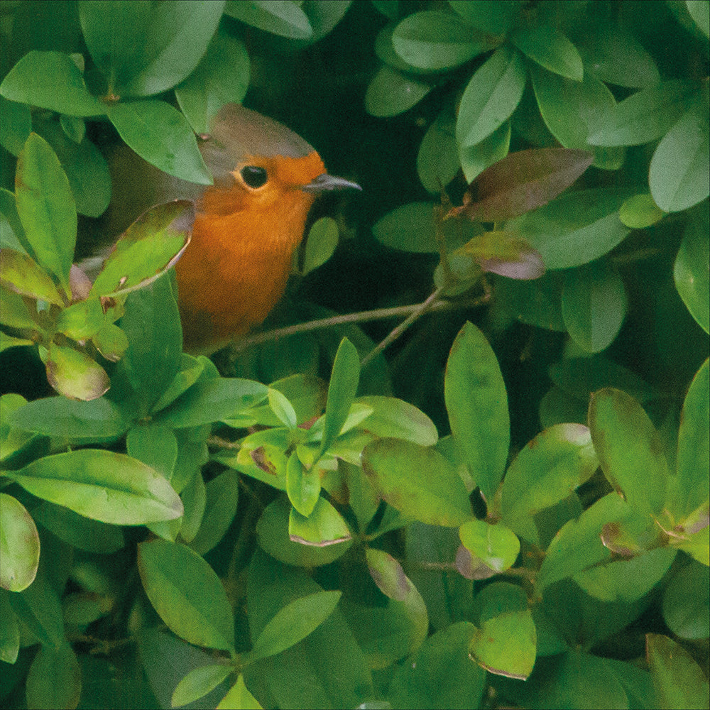 Birds 03: A Bird In The Hand...