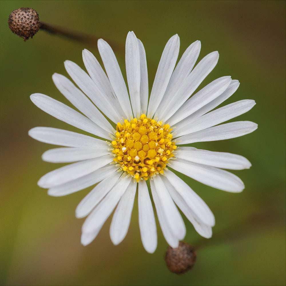 Flowers 01: Circles In Squares