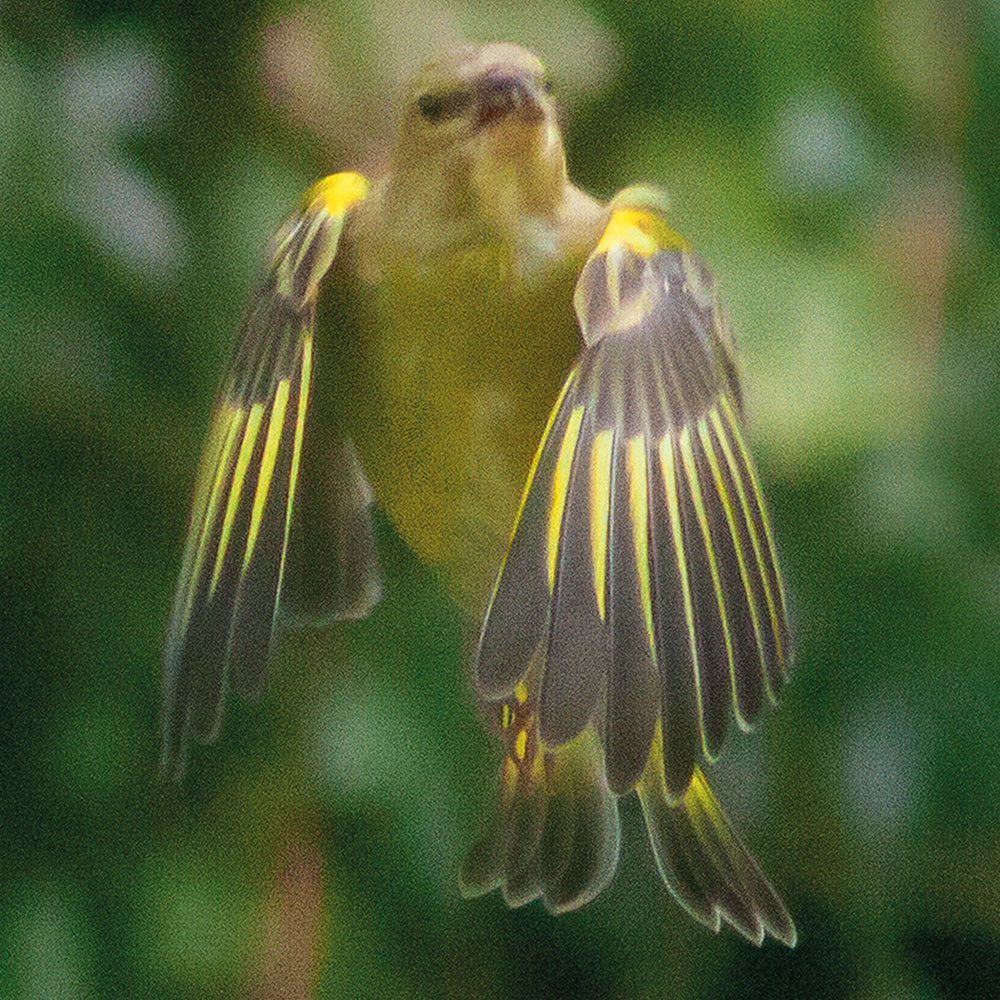 In-Flight Entertainment