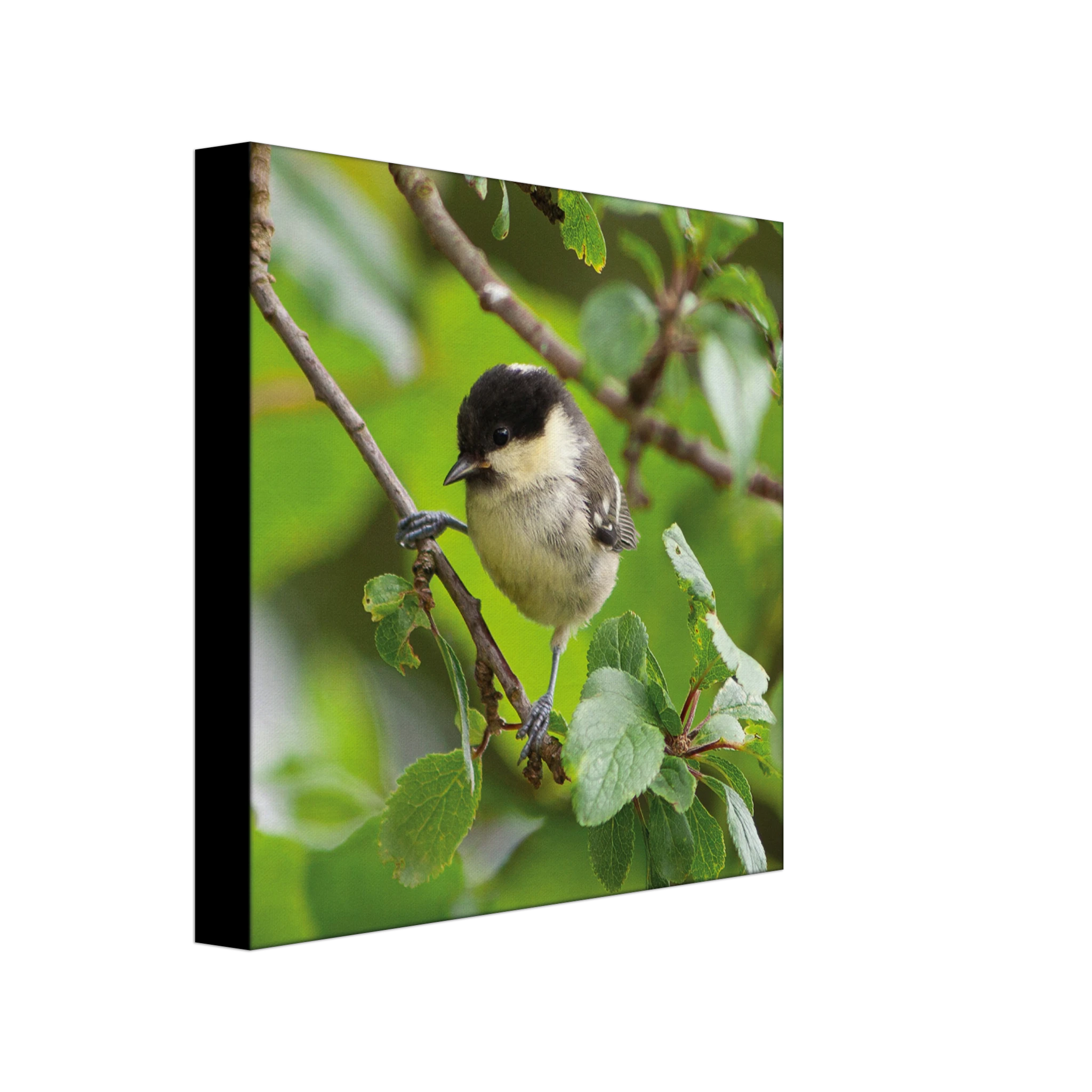 2c4f5251-6f8b-4e92-9ce7-32f66c78cf0c