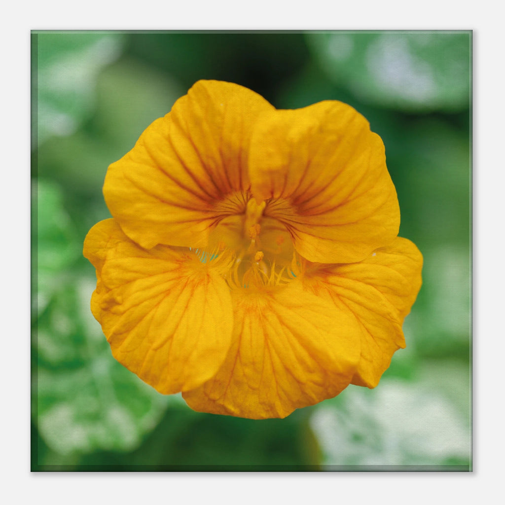 4baa6245-70f5-4ed8-96d3-f7bad31a065e