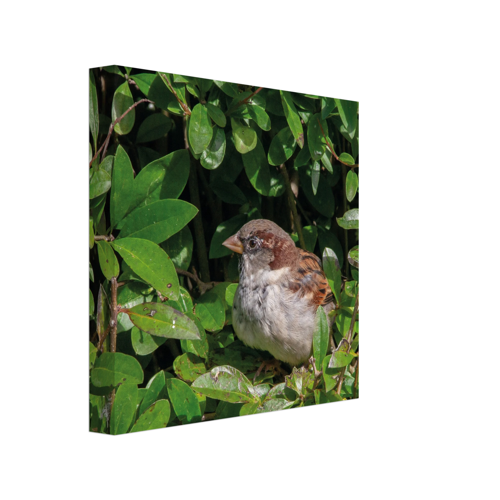 7750ba21-ea90-436f-9265-c741a4605351