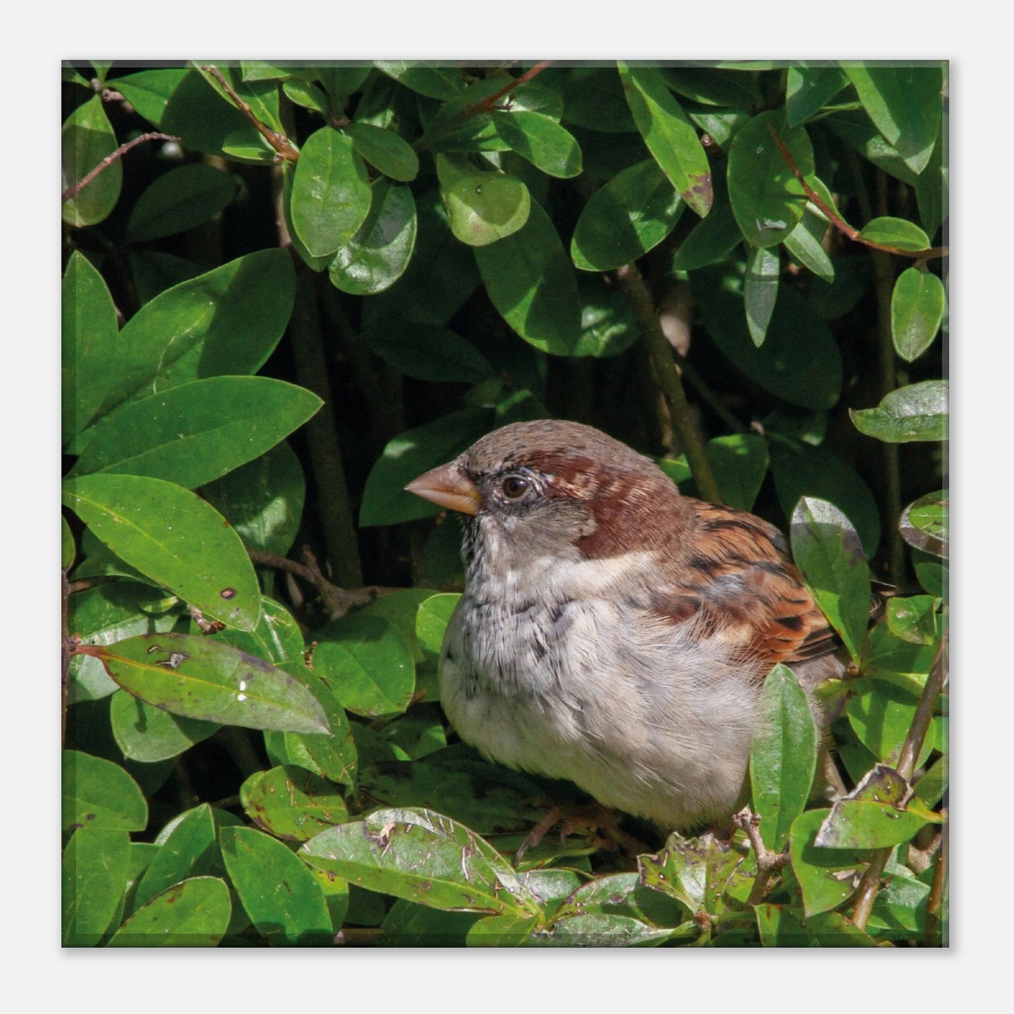 86a69c9c-eb66-4ad6-a1c3-455ae8d58305